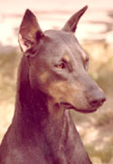Azul, our blue Dobie