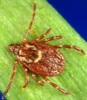 dog tick