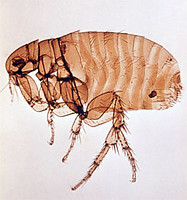 adult flea