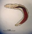 flea larva