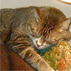 tabby cat sleeping