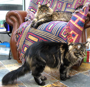 Here where love rules. Mitten and Mitra