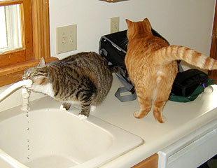 Sophie & Sammy - enjoying a good conversation around the fountain